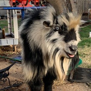 Meet your Posher, Tara